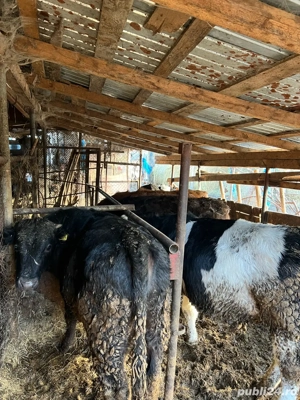 vitei de vanzare - imagine 5