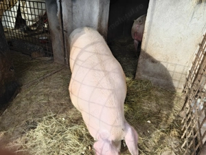 Vând porci crescuți în gospodărie  - imagine 3