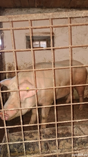 porc pt sacrificat - imagine 3