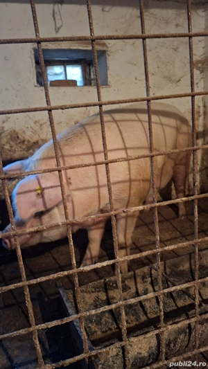 porc pt sacrificat - imagine 2
