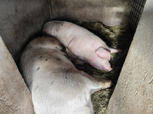 Vând porci crescuți în gospodărie  - imagine 4