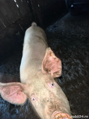 Porci de vanzare - imagine 2