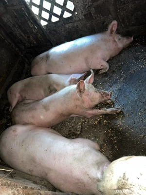 Porci de vanzare - imagine 5