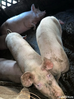 Porci de vanzare - imagine 3