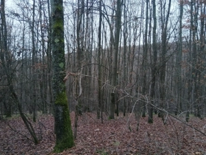 Vand teren forestier - Padure