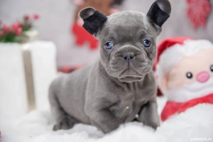 Bulldog Francez - blue cu ochii albastrii - posibilitate transport - buldog francez  - imagine 5