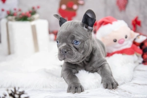 Bulldog Francez - blue cu ochii albastrii - posibilitate transport - buldog francez  - imagine 4