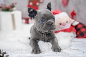 Bulldog Francez - blue cu ochii albastrii - posibilitate transport - buldog francez  - imagine 3