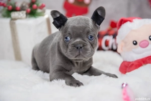 Bulldog Francez - blue cu ochii albastrii - posibilitate transport - buldog francez  - imagine 2