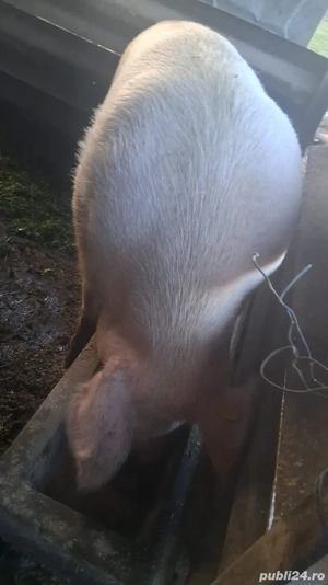 vand scroafa  - imagine 3