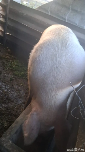 vand scroafa  - imagine 2