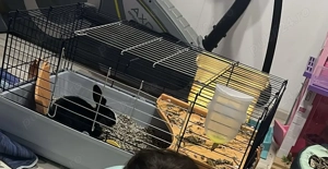 Iepuraș blând caută casă iubitoare 