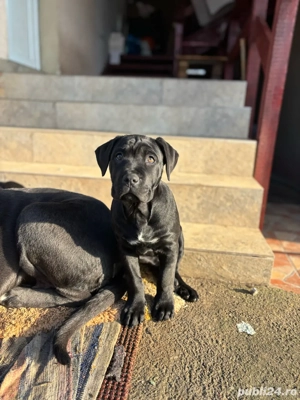 Cane corso pui