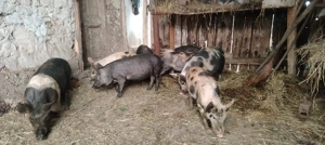 Purcei vaccinati conform vârstei și castrați  - imagine 3