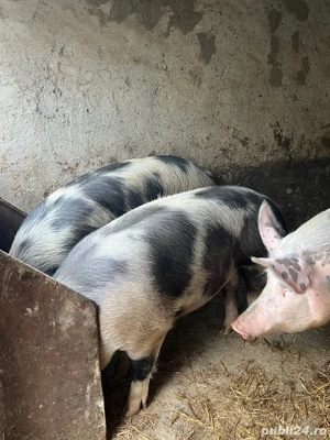 vand porci de tara - imagine 2
