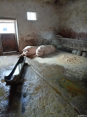 Vând porci grasi - imagine 2