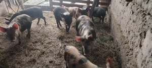 Purcei vaccinati conform vârstei și castrați  - imagine 4