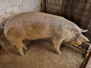 Vând porci crescuți natural în gospodărie  - imagine 2