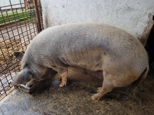 Vând porci crescuți natural în gospodărie  - imagine 3