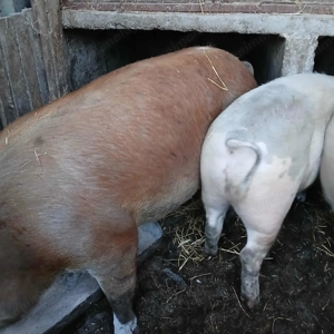 Porci de vânzare  - imagine 3