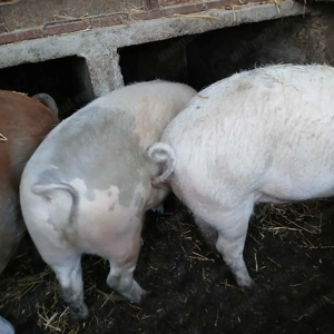 Porci de vânzare 