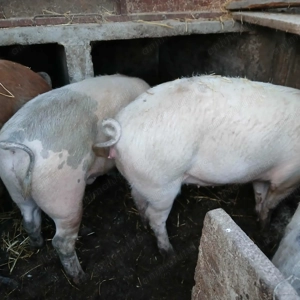 Porci de vânzare  - imagine 2