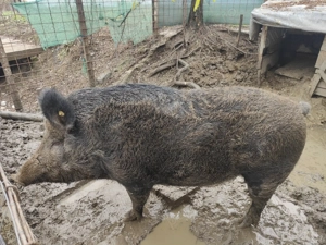 Porc de vânzare ( mistreț)