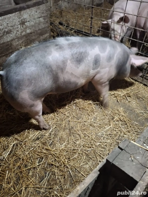 Porc rasa carne 100-110kg