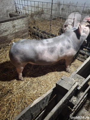 Porc rasa carne 100-110kg - imagine 2