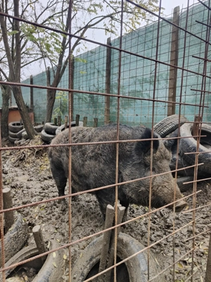 Porc de vânzare ( mistreț) - imagine 2