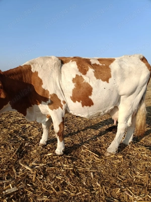 Vind 4 vaci baltate  - imagine 2