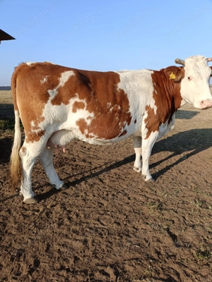 Vind 4 vaci baltate  - imagine 3