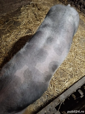 Porc rasa carne 100-110kg - imagine 3