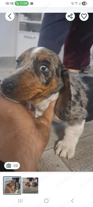 Mascul teckel foarte frumos Top