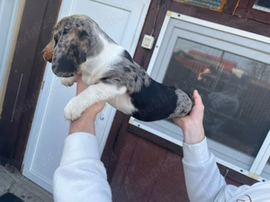 Mascul teckel foarte frumos Top - imagine 2