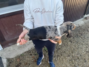 Mascul teckel foarte frumos Top - imagine 3