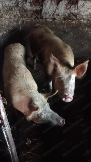 Porc de casa 15 - imagine 2