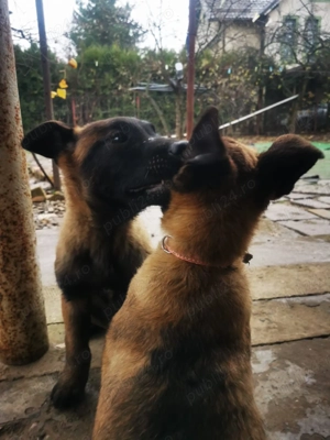 Ciobanesc belgian  - imagine 3