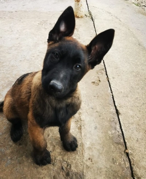 Ciobanesc belgian  - imagine 5