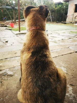 Ciobanesc belgian  - imagine 4