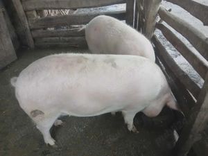 Vand doua purcele!!! - imagine 2