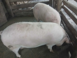 Vand doua purcele!!! - imagine 3