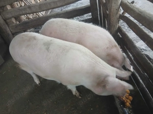 Vand doua purcele!!! - imagine 4