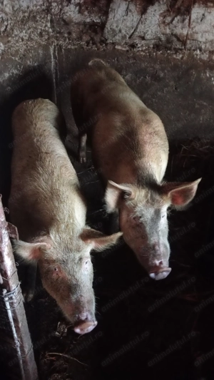 Porc de casa 15 - imagine 3