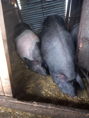Porci de vanzare 140 -150KG - 12 RON KG