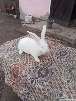 Vand iepuri Hicole francezi și Uriași de Transilvania - imagine 5