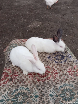 Vand iepuri Hicole francezi și Uriași de Transilvania - imagine 4