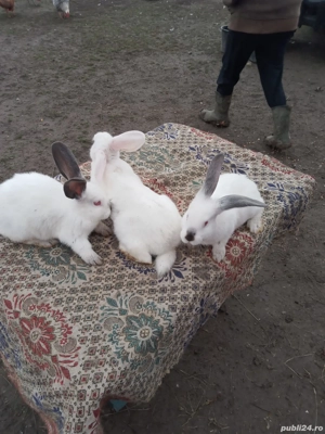 Vand iepuri Hicole francezi și Uriași de Transilvania