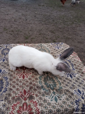 Vand iepuri Hicole francezi și Uriași de Transilvania - imagine 3