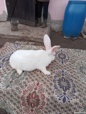 Vand iepuri Hicole francezi și Uriași de Transilvania - imagine 2